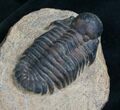 Rare Bulbous Nosed Actinopeltis Trilobite - #8206-3